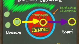 La cellula  modello e metabolismo [upl. by Lawton]