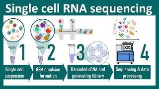 Single cell RNA sequencing overview  ScRNA seq vs Bulk seq  chemistry of ScRNA seq Bio Techniques [upl. by Ynnavoj]