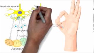 Expanded receptive fields after sensitization at DH [upl. by Lj]