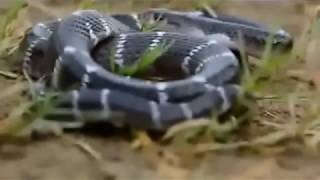 বিভিন্ন বিষধর ও বিষহীন সাপ Different snakes poisonous amp nonpoisonous in Bengali চন্দ্রবোড়াগোখরো [upl. by Afital785]