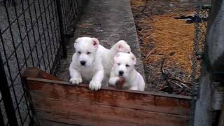 Central Asian Shepherd Dog puppies [upl. by Leina]