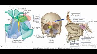 Paranasal sinuses [upl. by Hersh]