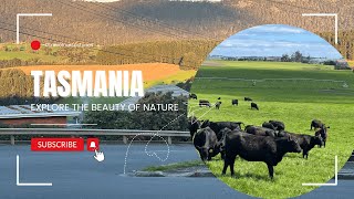 5Next nursing adventure in Tasmania Sydney to Tasmania next adventure മലയാളം വ്ലോഗ് [upl. by Airbas]