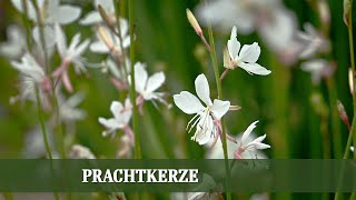 Prachtkerze Gaura lindheimeri  eine pflegeleichte Staude für jeden Garten [upl. by Pomfrey783]