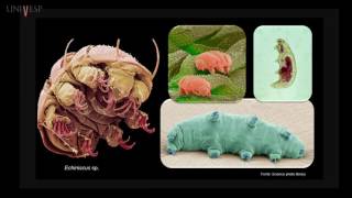 Zoologia de Invertebrados  Aula 19  Filos Onychophora Tardigrada e Arthropoda [upl. by Annmaria]