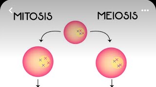 Mitosis VS Meiosis [upl. by Iahcedrom]