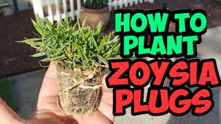 How to plant Zoysia Plugs [upl. by Sophie331]