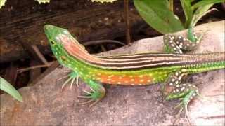 WHIPTAIL LIZARD cnemidophorus lemniscatus [upl. by Syxela]