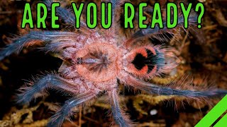 YOUR 1st Tarantula  What To Expect When YOURE Expecting a Spider [upl. by Pansir13]