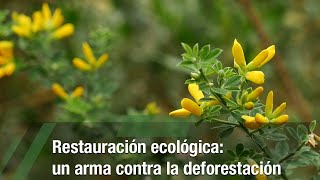 Restauración ecológica un arma contra la deforestación  TvAgro por Juan Gonzalo Angel Restrepo [upl. by Baalman]