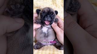 When your dog is shaped like a potato 🥔 frenchbulldog dog puppy doglover funny cute dogs [upl. by Eidnak]