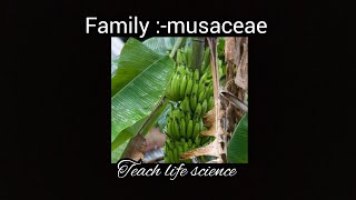 Familymusaceaethe banana family [upl. by Orme]