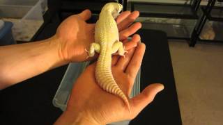 Introducing Ares  Super Giant Mack Snow Raptor Leopard Gecko [upl. by Austine]