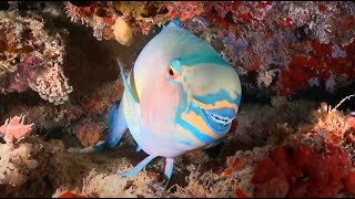 Why Parrotfish are Important [upl. by Hsirrap]