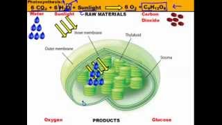 PhotosynthesisWhat is Photolysismp4 [upl. by Handal]