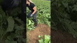 UNE AGRICULTRICE NOUS PARTAGE SON METIER EN VIDEO  agricultrice machinesagricoles farming [upl. by Novhaj]