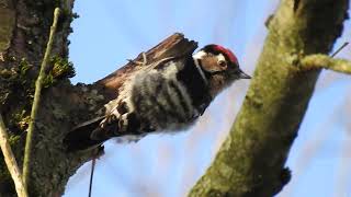 Lesser spotted Woodpecker Kleine Bonte Specht [upl. by Agon]