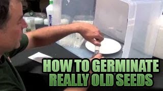 Germinating Really Old Seeds 101  How to get Old Seeds to POP Sprouting Old Seeds in Growers House [upl. by Yortal906]