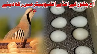 chukar partridge eggs Set In Incubator  Chakor Ke Ande Incubator Mein  HC Birds Information [upl. by Sabine858]