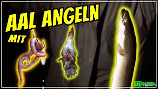 Aal angeln im SOMMER  TIPPS amp TRICKS [upl. by Keavy]