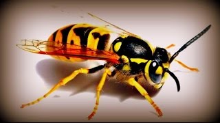 Если укусила оса пчела  If bitten wasp bee [upl. by Yssim]