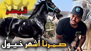 صـمـرت أشـهر خيول عندي 🚨قـيصر كبر تبارك الله 😱… [upl. by Noby]