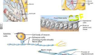 AampPI Chapter 11 Nervous Tissues  terminology [upl. by Akimit]