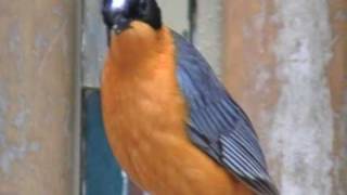 snowy headed robin chat [upl. by Urbani]