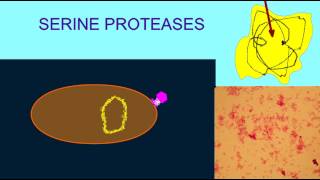 DIGESTIVE ENZMES TRYPSIN IS A SERINE PROTEASE [upl. by Gelasias]