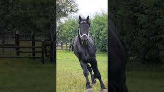 Percheron  Agility  Stallion  Draft Horse [upl. by Ainesy262]