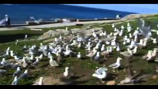 Ingenio para espantar las gaviotas [upl. by Marshall]