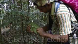 Tongkat Ali Eurycoma longifolia Malaysia 20151215122837m2ts [upl. by Hannazus]