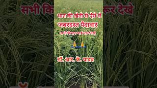 Dhan Ki Paidavar kaise badhaye धान की सम्पूर्ण जानकारी shorts farming khetibadi kheti trending [upl. by Nwahsan]