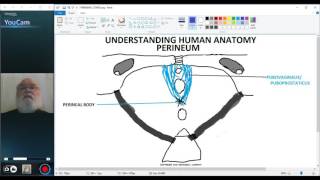 UNDERSTANDING HUMAN ANATOMYPERINEUM PART 2 [upl. by Eanaj]