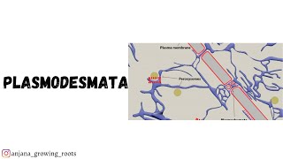 Plasmodesmata  Malayalam  Structure amp Functions Of Plasmodesmata  CU  Mg  Kerala  Kannur  Bot [upl. by Anaud]