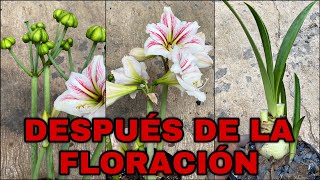 Que Hacer DESPUES De La FLORACIÓN De AMARILIS Lirios AZUCENAS Hippeastrum amarillys [upl. by Eisoj357]