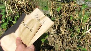 How to Save Bean Seeds for Planting and Dry Food  The Rusted Garden 2013 [upl. by Auos]