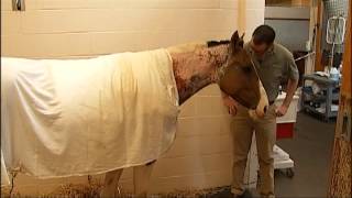 Horse Set On Fire Continues Healing [upl. by Cardon]