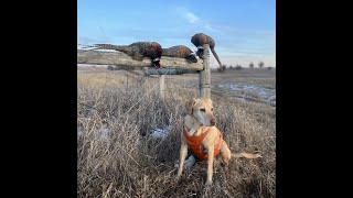 A Fitting End to an Incredible Season  SD Pheasant Hunting Public Land WPA [upl. by Ingunna959]