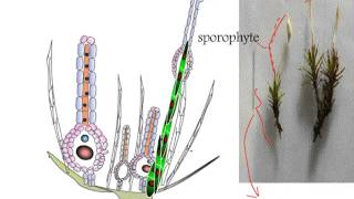 Bryophyta Pogonatum Life Cycle [upl. by Hitt]