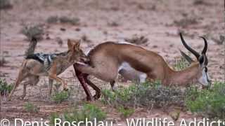 Jackal brings down a Springbok Part 2 of 2 Thx for over 2 million views [upl. by Yajeet]