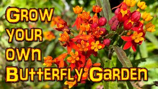 Grow a butterfly garden from seeds  Mexican Butterfly weed  Orange Milkweed  Asclepias tuberosa [upl. by Ettenaej]