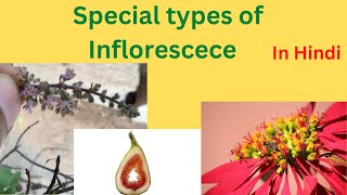 Special types of inflorescence llVerticillasterHypanthodiumCyathium l In Hindi class 11 biology [upl. by Spenser295]