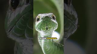 The Secret Life of The Boomslang  Tree Dwelling Terror [upl. by Tanberg]