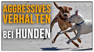 Aggression beim Hund  Zähne Zeigen und Knurren TGH 1 [upl. by Vel186]