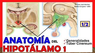 🥇 Anatomía del HIPOTÁLAMO 12 Generalidades Túber Cinereum ¡Explicación Sencilla [upl. by Akirahs]