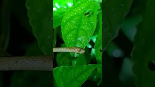 Tree snake 🇨🇷 Costa Rica [upl. by Akiras759]