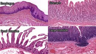 Digestive System Histology  Review and Practice [upl. by Elizabet346]