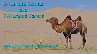 1 Humped camels and 2 humped camels Whats the Difference [upl. by Burgener]