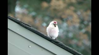 Hoary Redpoll is a Rare Bird in Iowa by WillCFish Tips and Tricks [upl. by Isoais]